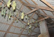 Marihuanę hodowali w namiotach