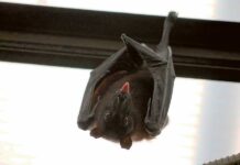 Nietoperze przejęły pokój