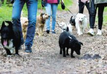 Potrzebna pomoc w wyprowadzaniu psów