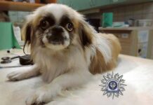 Siedzieć nie pójdzie, ale zapłaci za krzywdy