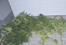 Narkotyki na działce pani doktor