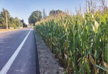 Niebezpiecznie przy kukurydzy