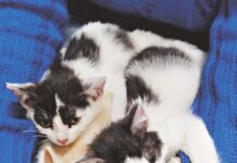 Wyrzucone w reklamówce do rowu