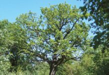 Dąb z historią poszedł pod topór