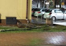 W drzewach szumi strach