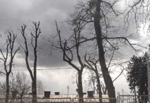 Drzewa cięli bez litości