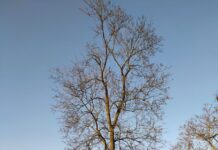 Kiedy drzewo wymaga interwencji?