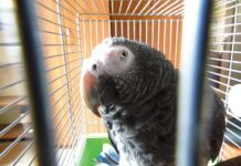 Z urlopu do więzienia