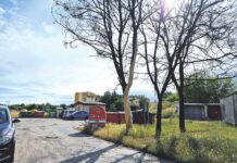 Suche drzewa straszą