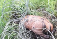 Obdzierane żywcem ze skóry