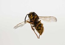 Zabójczy jad z żądła