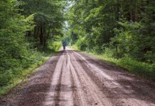 Quady rozjeżdżają lasy