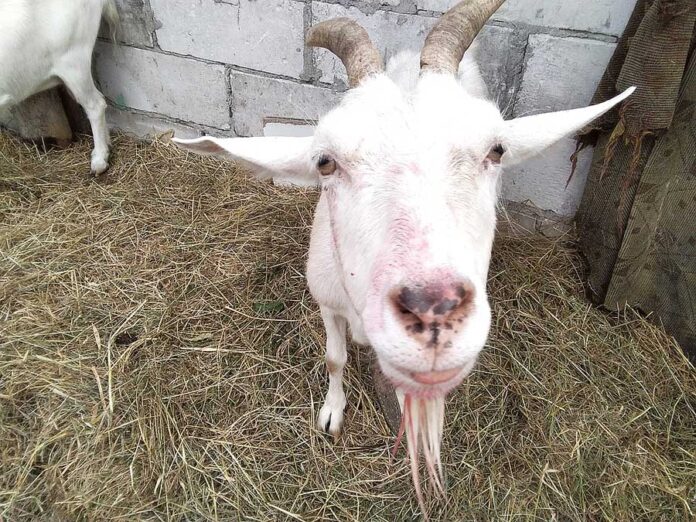 IMG_20220719_163538-kopia