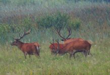 Letnie obserwacje jeleni