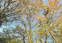 „Drzewo spokoju” powalczy o tytuł „Drzewa Roku”