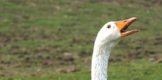 Irracjonalne, szkodliwe, niepotrzebne