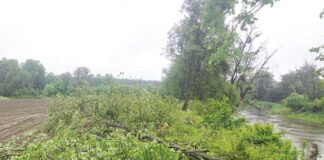 Potężna kara sposobem na wycinkę?