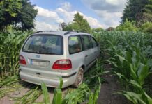 Uciekał przed policją. Pościg zakończony w kukurydzy