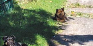 Zabójcy kur i królików