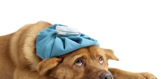 Emocje wokół schroniska dla zwierząt