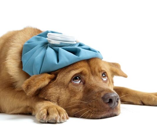 Emocje wokół schroniska dla zwierząt