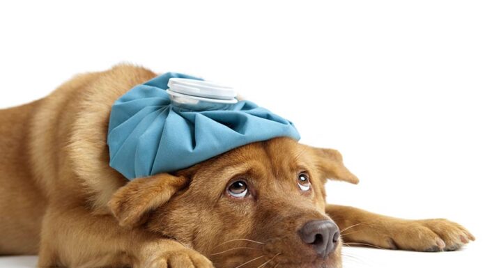 Emocje wokół schroniska dla zwierząt