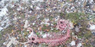 Dopadły go wilki. Zostały z niego szczątki!