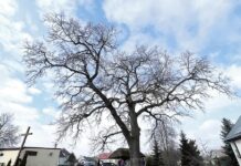 Dąb zaszumiał na sesji