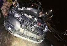 Łoś zginął na miejscu