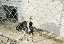 Psiaki cierpią na plebanii?