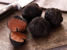 Najdroższe grzyby świata wracają do Chełma