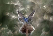 Przyroda w ujęciu mistrzów