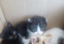 Pięć kociaków porzuconych na śmierć