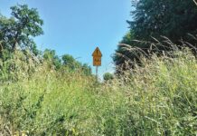 Siedemnastka zarosła po szyję