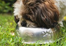 Kiedy warto dawać karmę monobiałkową psu?