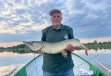 Okaz złowiony i uwolniony