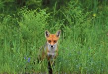 Jagody prosto z krzaka? Lepiej umyć!