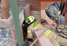 Gniazdo węży pod schodami. Strażacy kontra gady