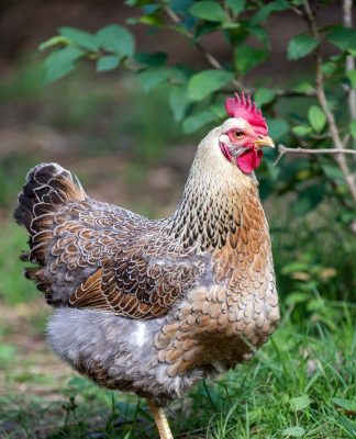 Zielona Ferma w gminie Krasnystaw?