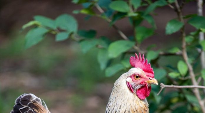 Zielona Ferma w gminie Krasnystaw?