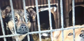 Burza nad schroniskiem