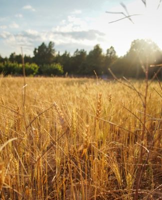 Jak zadbać o jakość zbioru – praktyczny przewodnik dla rolnika