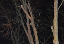 Spadł z drabiny i zmarł