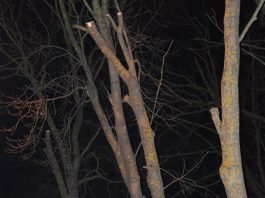 Spadł z drabiny i zmarł