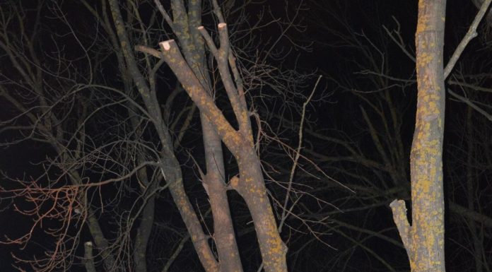 Spadł z drabiny i zmarł